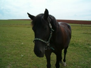 Obrazek